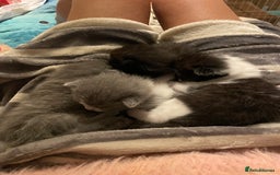 British Shorthair cats for sale: 5 kittens mixed litter 9 weeks old, ready now!  - Image 12