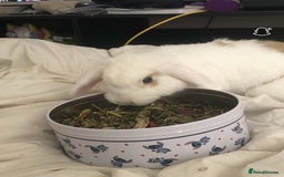 English rabbits for sale: White and Ginger female rabbit - Image 8