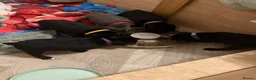 Staffordshire Bull Terrier dogs for sale: 🐾 Beautiful KC registered puppies 🐾 - Advert 11