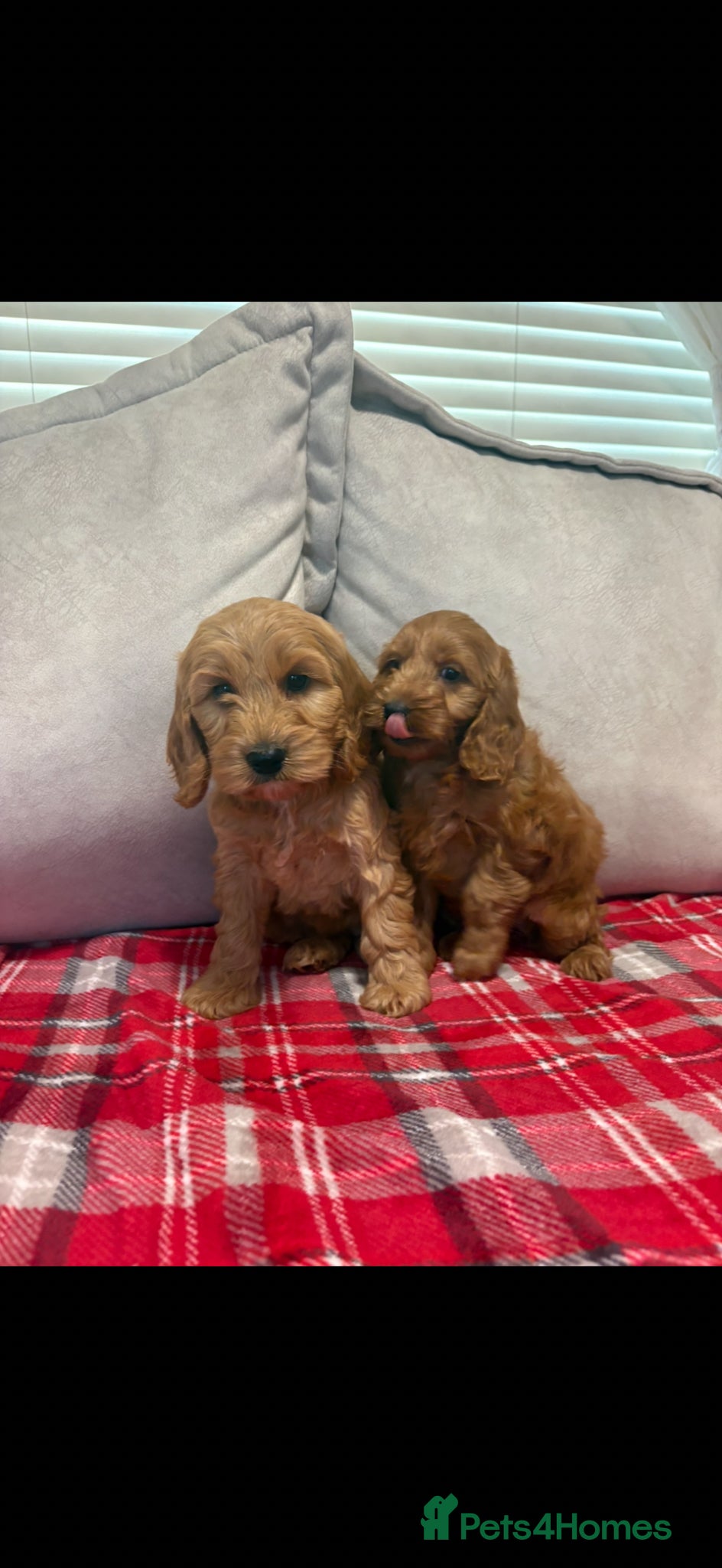 Cockapoo dogs for sale: Stunning red F1b cockapoo puppy’s ready to go  - Advert 3