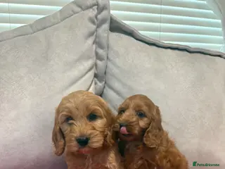 Cockapoo dogs Stunning red F1b cockapoo puppy’s ready to go - Advert 17