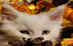 Maine Coon cats for sale: TICA Registered Kittens for Sale  - Image 10