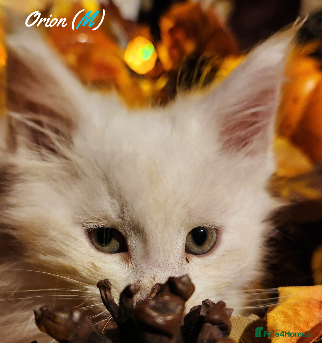 Maine Coon cats for sale: TICA Registered Kittens for Sale  - Image 10