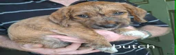 Jackapoo dogs for sale: JACKAPOO READY NOW. - Advert 24