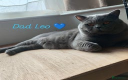 British Shorthair cats for sale: British Shorthair kittens  - Image 7