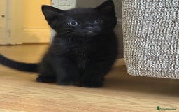 European cats for sale: Kittens looking for forever home - Image 8