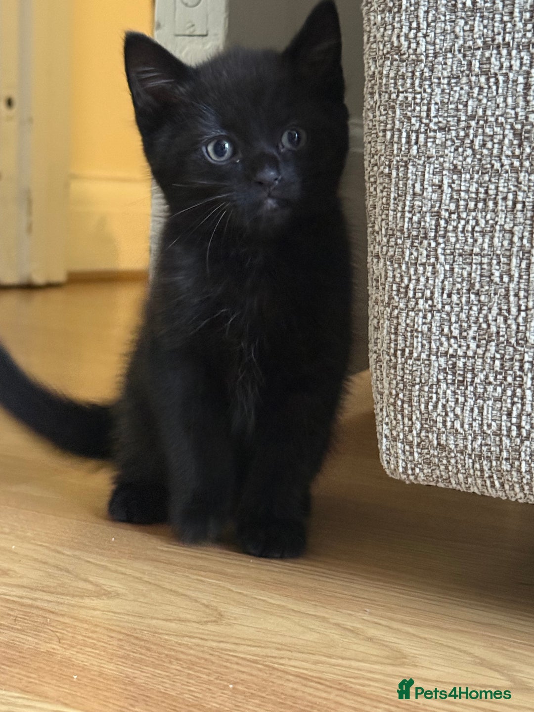 European cats for sale: Kittens looking for forever home - Image 8