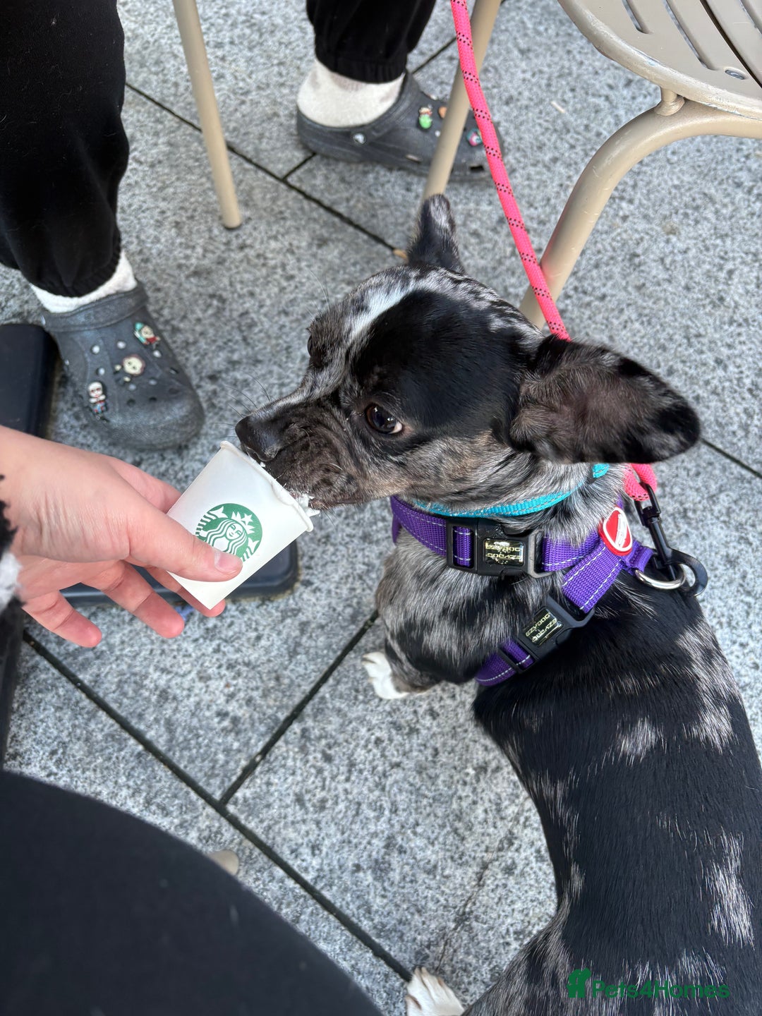 Mixed Breed dogs for sale: Frenchie cross breed female - Advert 4