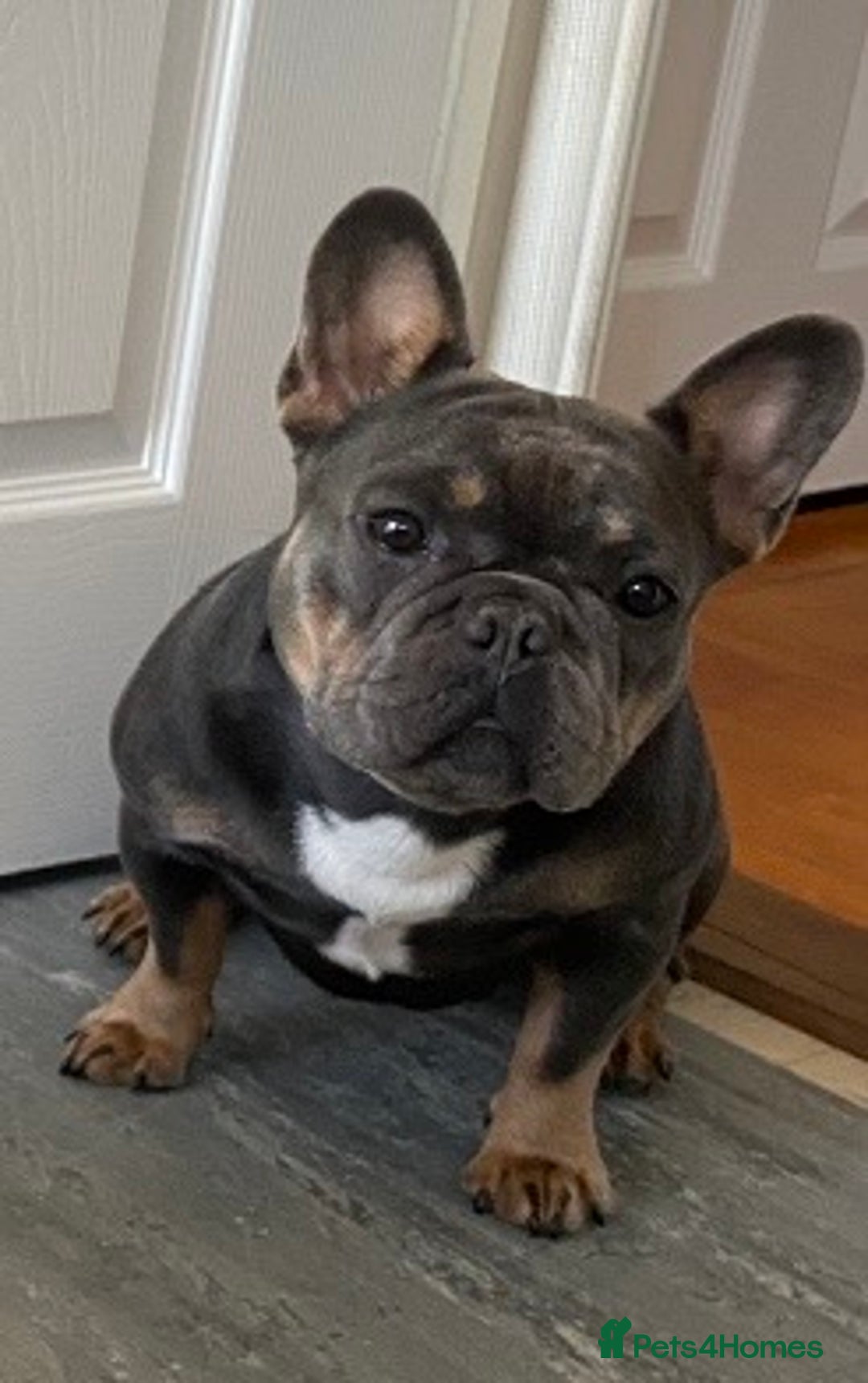 French Bulldog dogs for sale: KC Registered French Bulldog Puppies - Advert 2