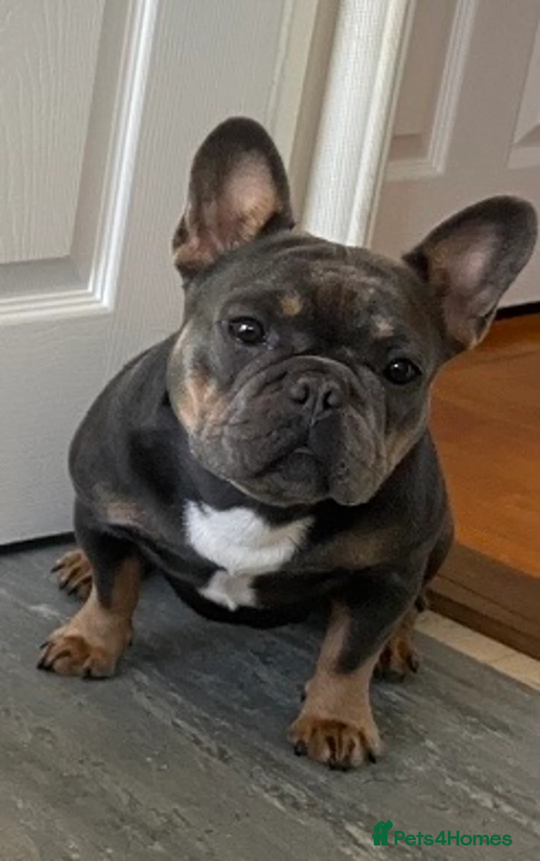 French Bulldog dogs for sale: KC Registered French Bulldog Puppies - Advert 2