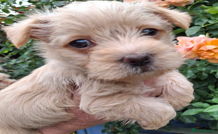 Cairn Terrier dogs - Advert 3