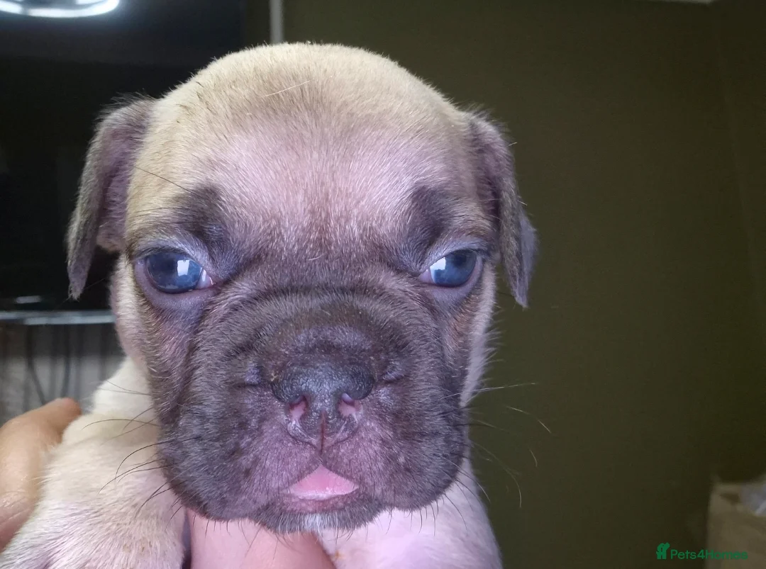 French Bulldog dogs for sale: Stunning litter of frenchies  - Advert 2
