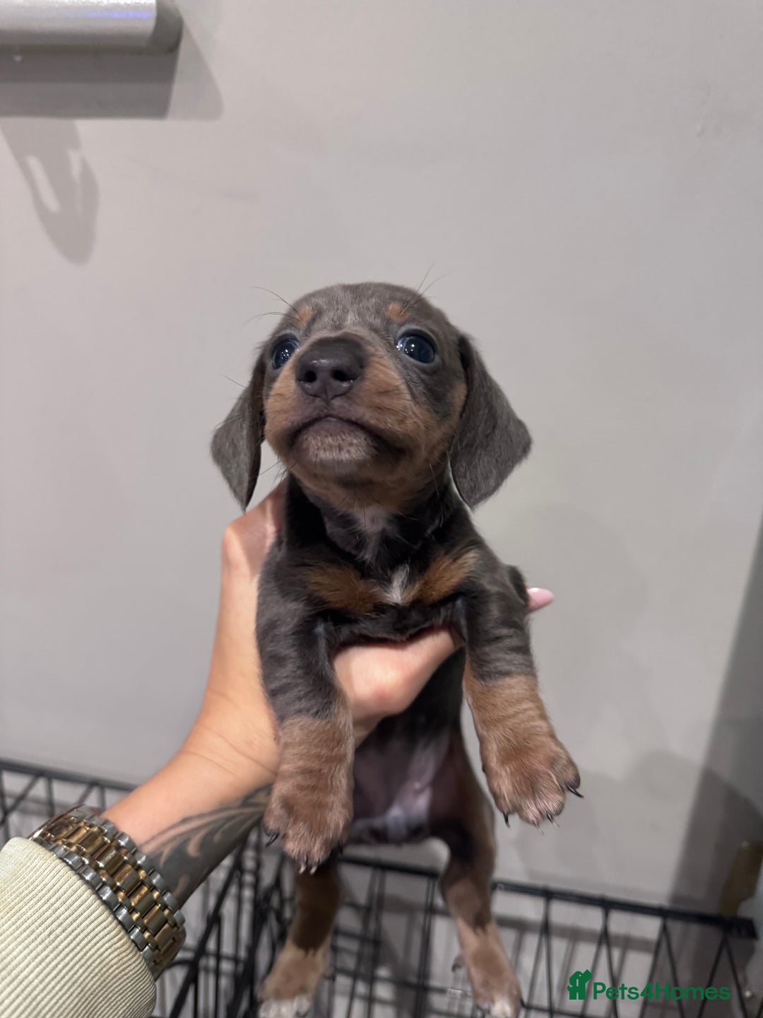 Miniature Dachshund dogs for sale: Stunning miniature sausage pups  - Advert 4