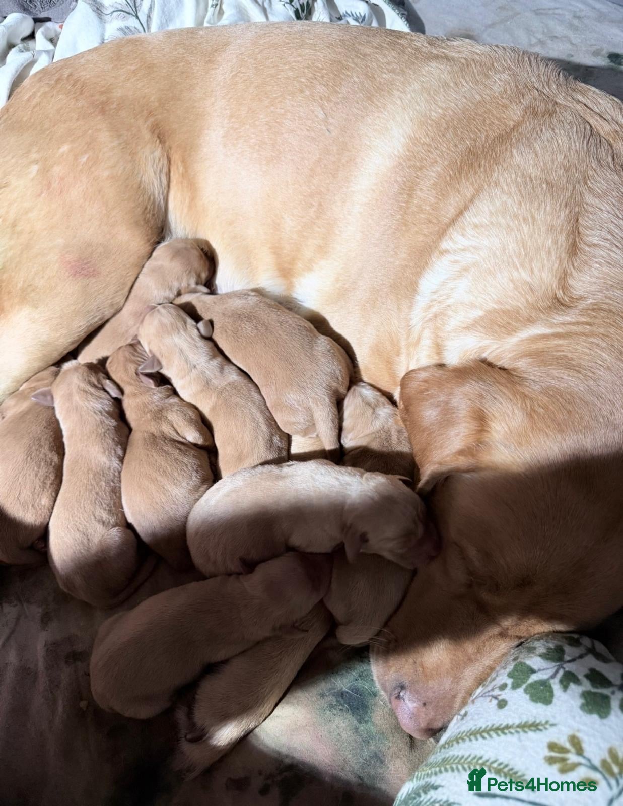 Labrador Retriever dogs Fox Red Labrador puppies  - Advert 2