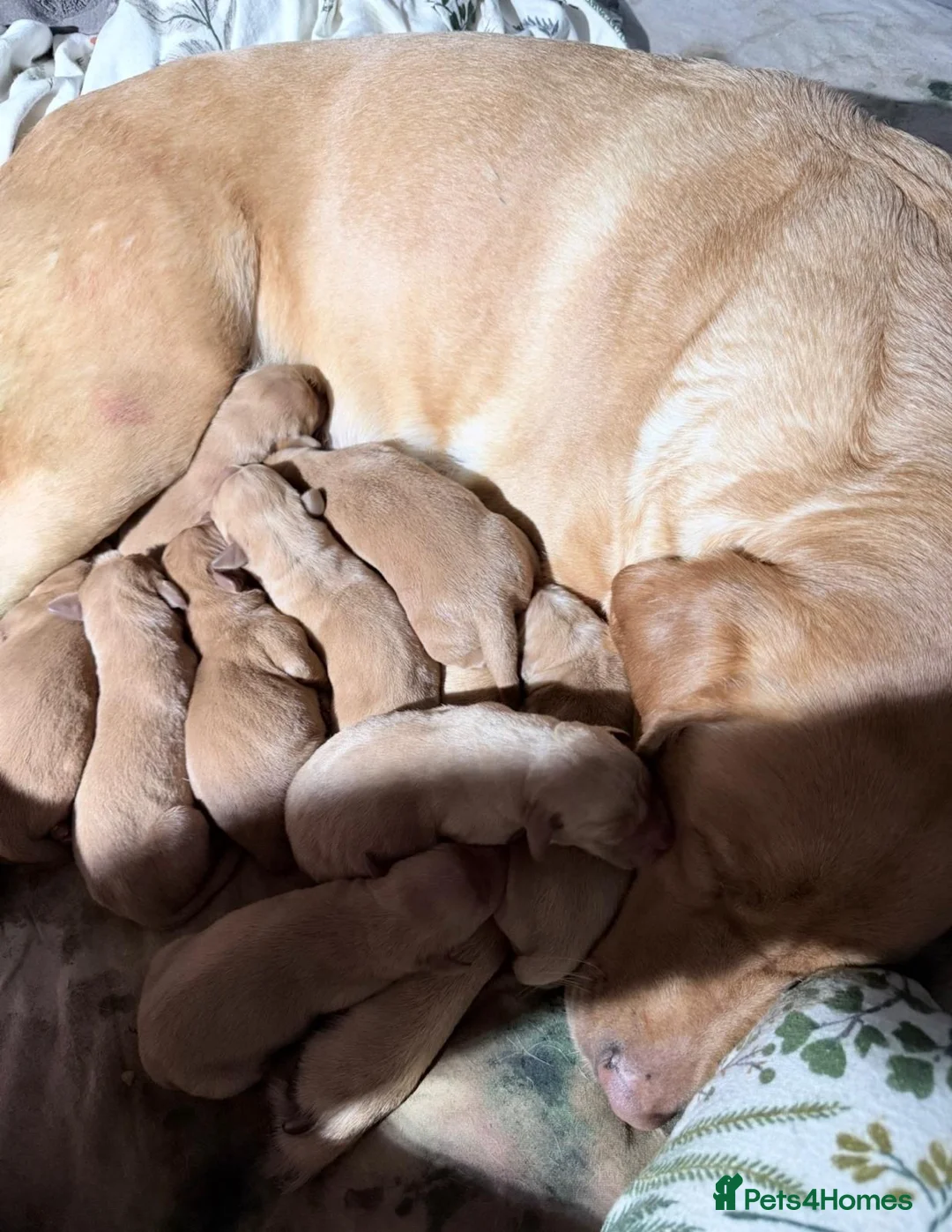 Labrador Retriever dogs for sale: Fox Red Labrador puppies  - Advert 1
