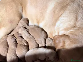 Labrador Retriever dogs Fox Red Labrador puppies - Advert 1