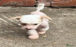 Chinese Crested dogs for sale: Cute Chinese Crested Hairy Hairless Boy.. 💙 - Image 2