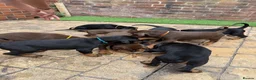 Dobermann dogs for sale: Quality Doberman Pups–Raised in a Busy Family Home - Advert 4