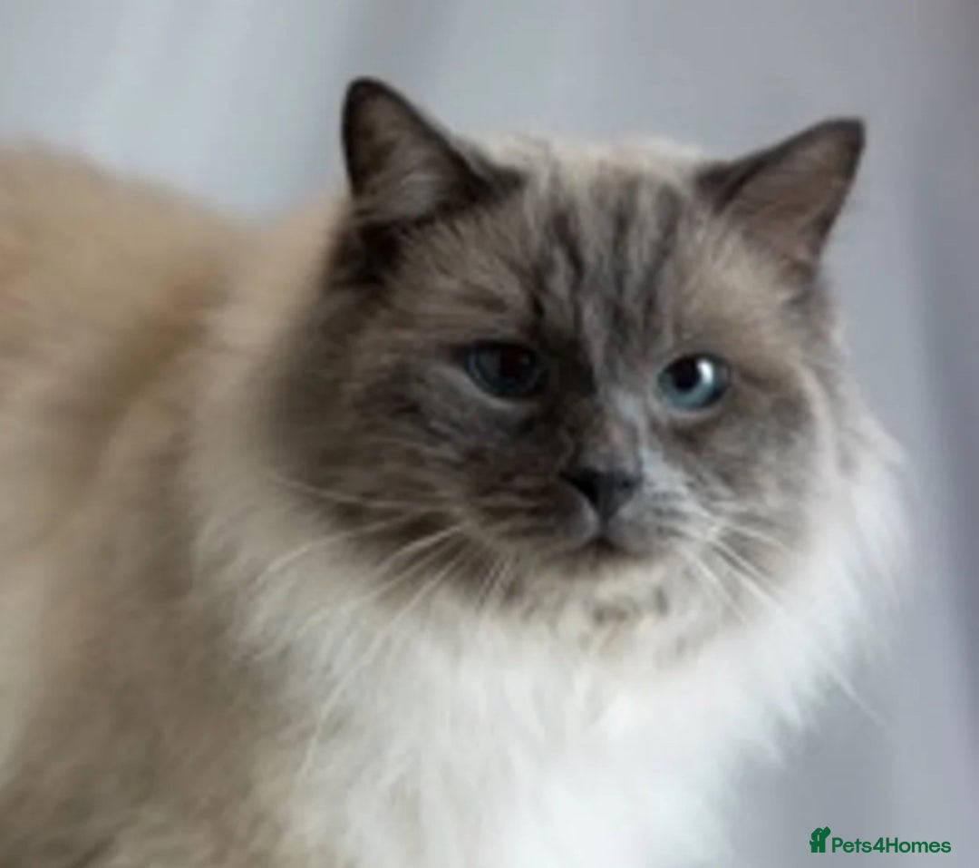 Ragdoll cats for sale: Ragdoll kittens for sale  - Image 10