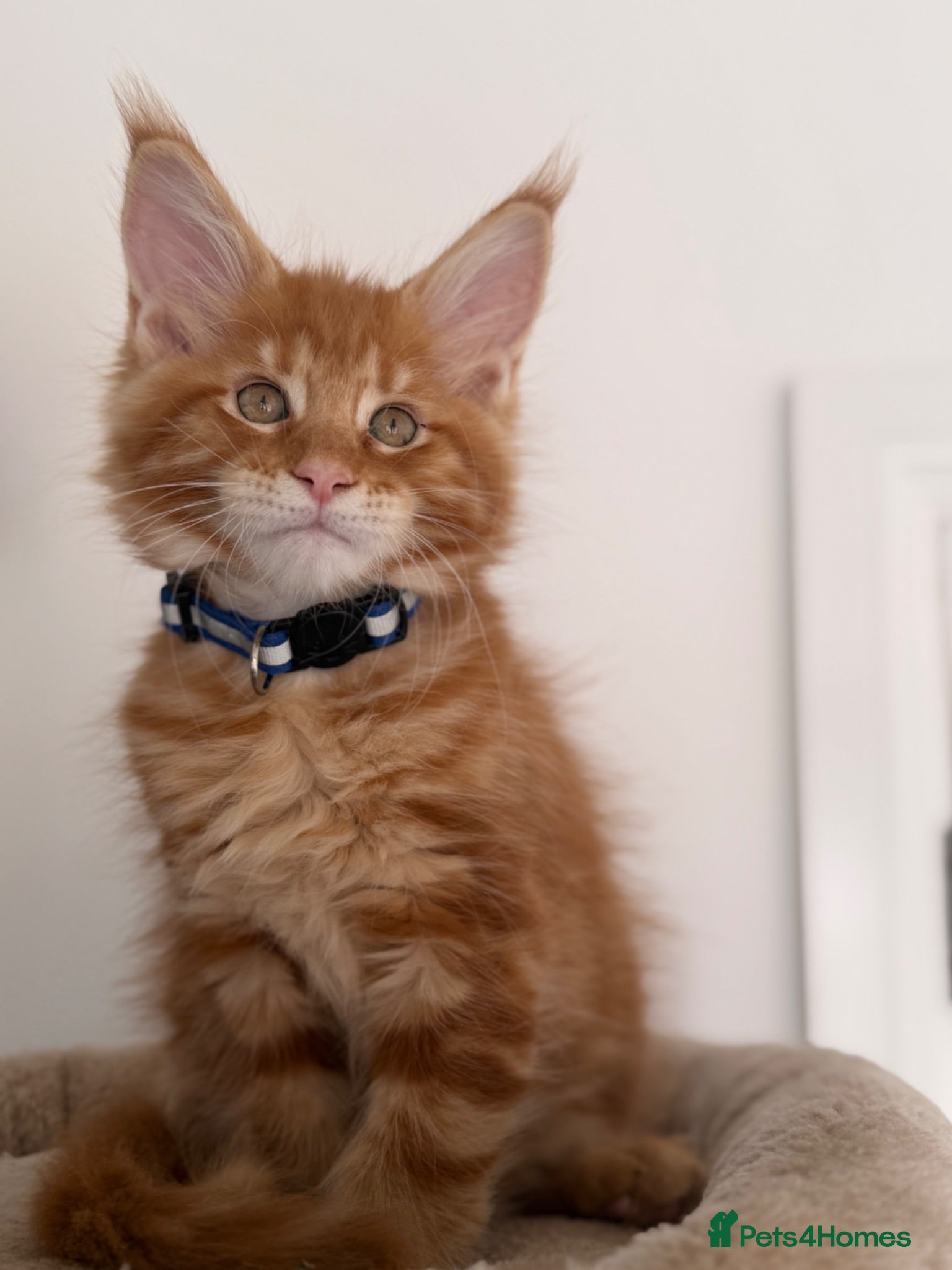 Maine Coon cats Maine Coon TICA / GCCF pedigree kittens - Advert 2