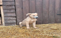 Mixed Breed dogs for sale: Puppies  - Image 6