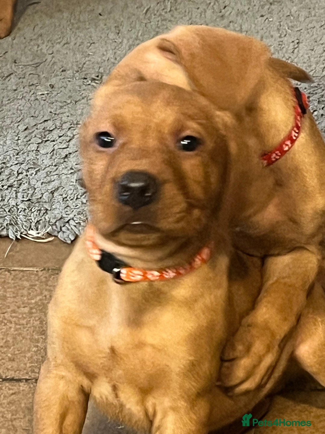 Mixed Breed dogs for sale: HUNGARIAN VIZSLA x FOX RED LABRADOR  - Advert 14