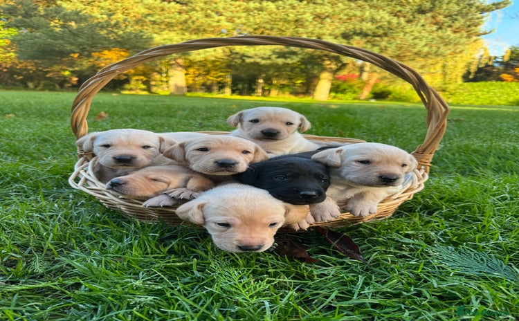 Labrador Retriever dogs - Advert 13