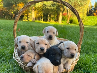 Labrador Retriever dogs Adorable KC Labrador Puppies - Advert 10