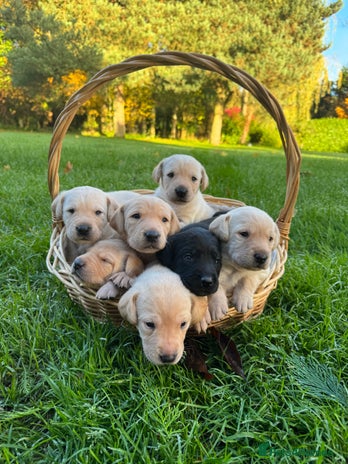 Labrador Retriever dogs - Advert 13