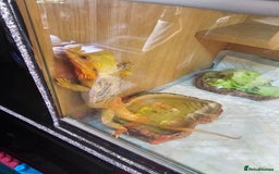 Bearded Dragon reptiles for sale: Breaded dragen  - Image 3