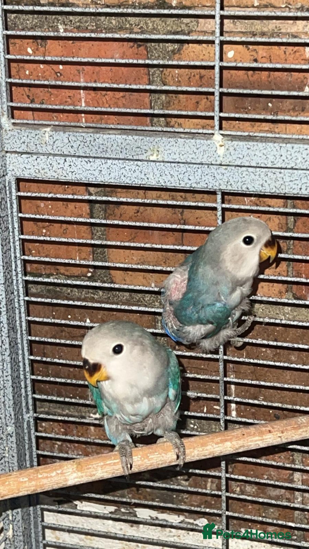 Lovebirds birds for sale: love bird chicks - Advert 4