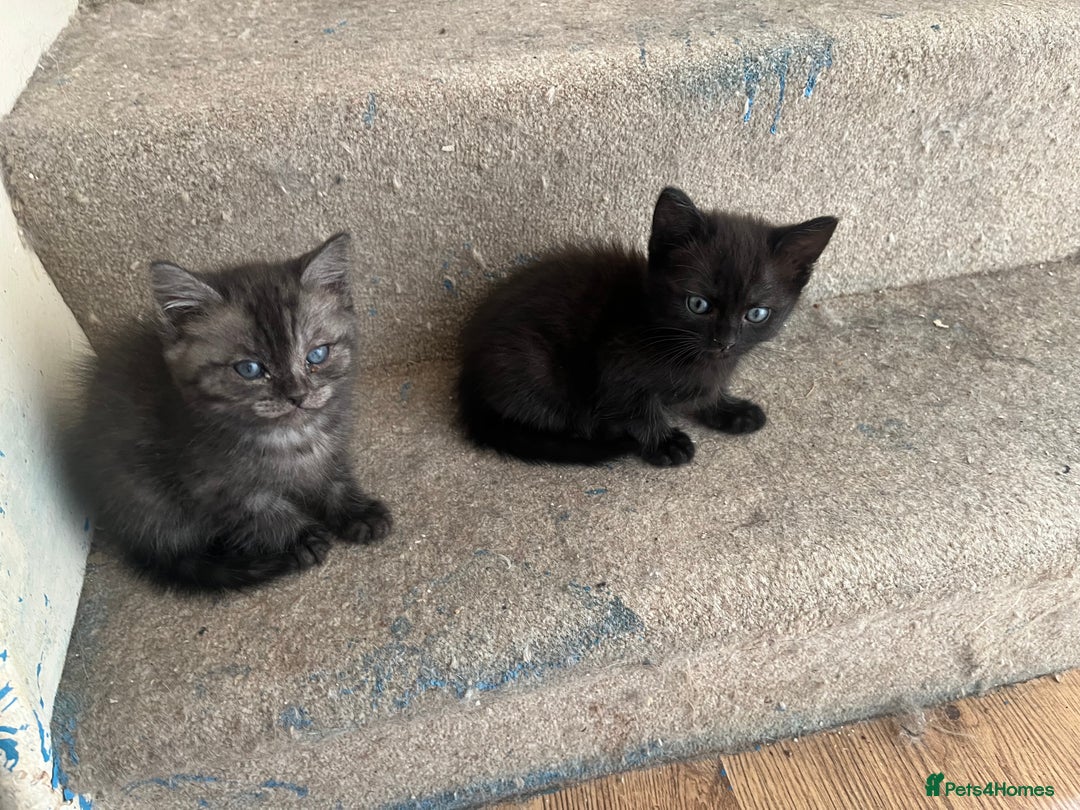 Ragdoll cats for sale: Ragdoll x tabby kittens - Image 13