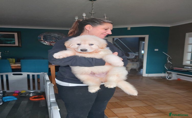 German Shepherd dogs White German Shepherd - Advert 6