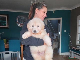 German Shepherd dogs White German Shepherd - Advert 7