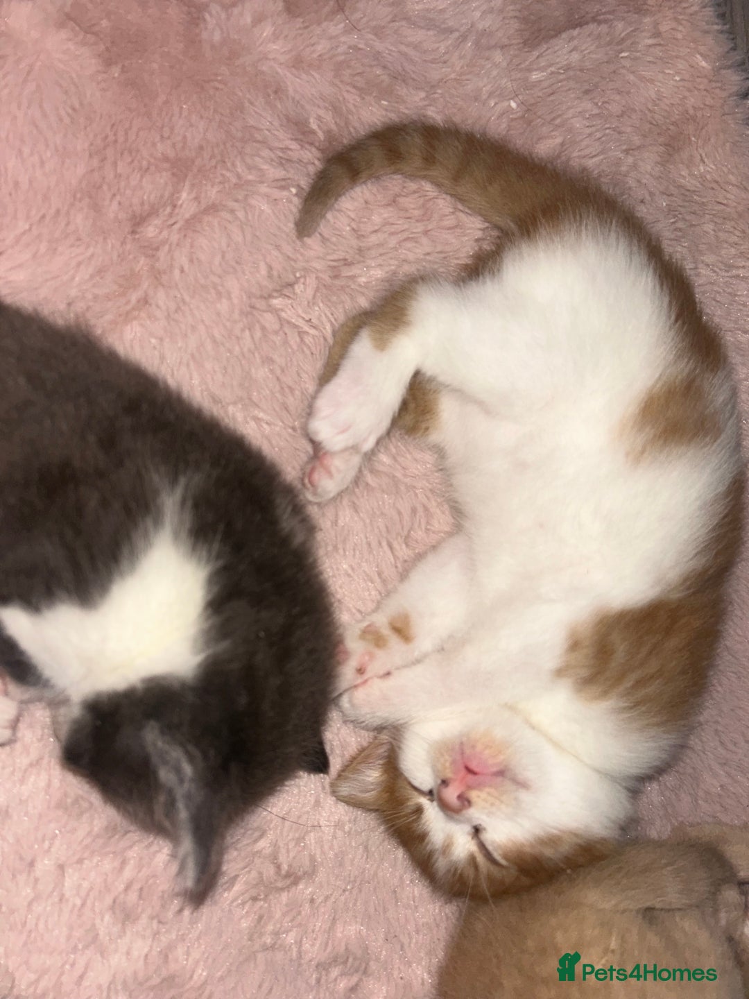 British Shorthair cats for sale: Four Adorable Kittens 🤍 - Advert 14