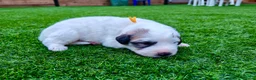 Pyrenean Mountain Dog dogs for sale: ONLY 1 Pyrenean Mountain Dog Puppies left 💙💛💙💛 - Advert 33