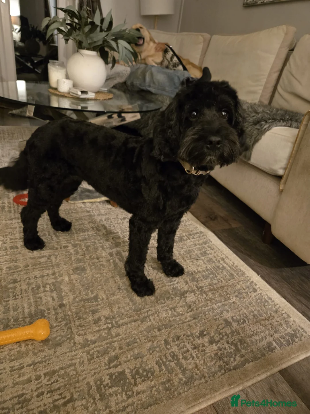 Mixed Breed dogs for sale: Golden Retriever x Cockapoo - Advert 4