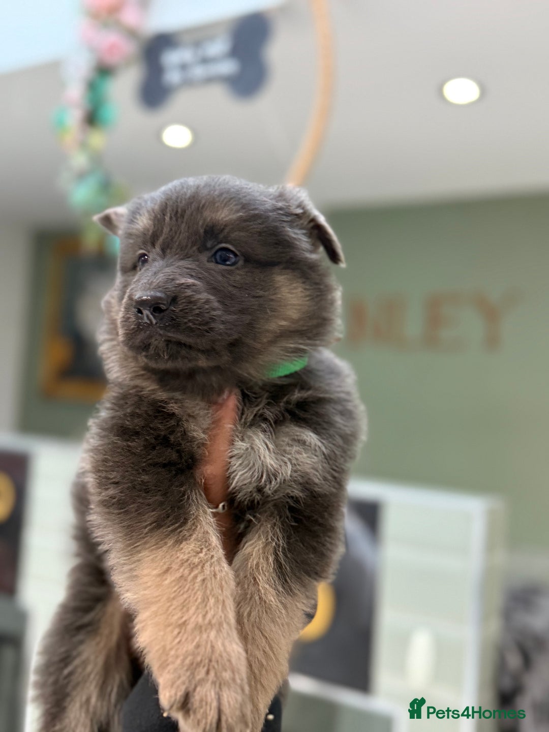 German Shepherd dogs for sale: 💙KC health tested parents 💙 - Advert 8