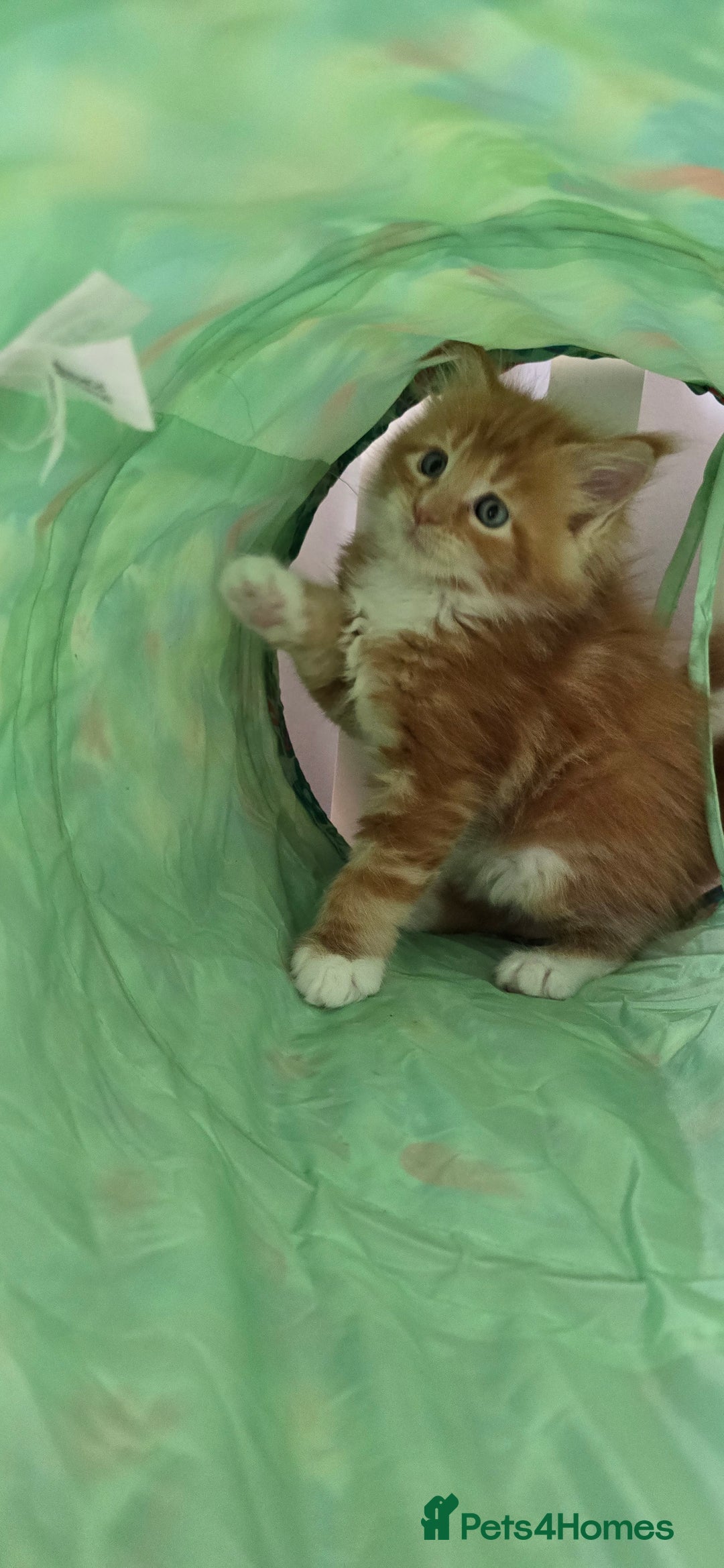 Maine Coon cats for sale: TICA registered pedigree Maincoon kittens - Image 2