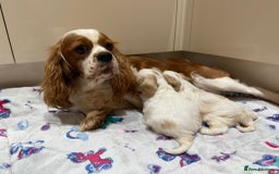 Cavalier King Charles Spaniel dogs for sale: Beautiful Cavalier Cross Maltese Puppies  - Advert 9