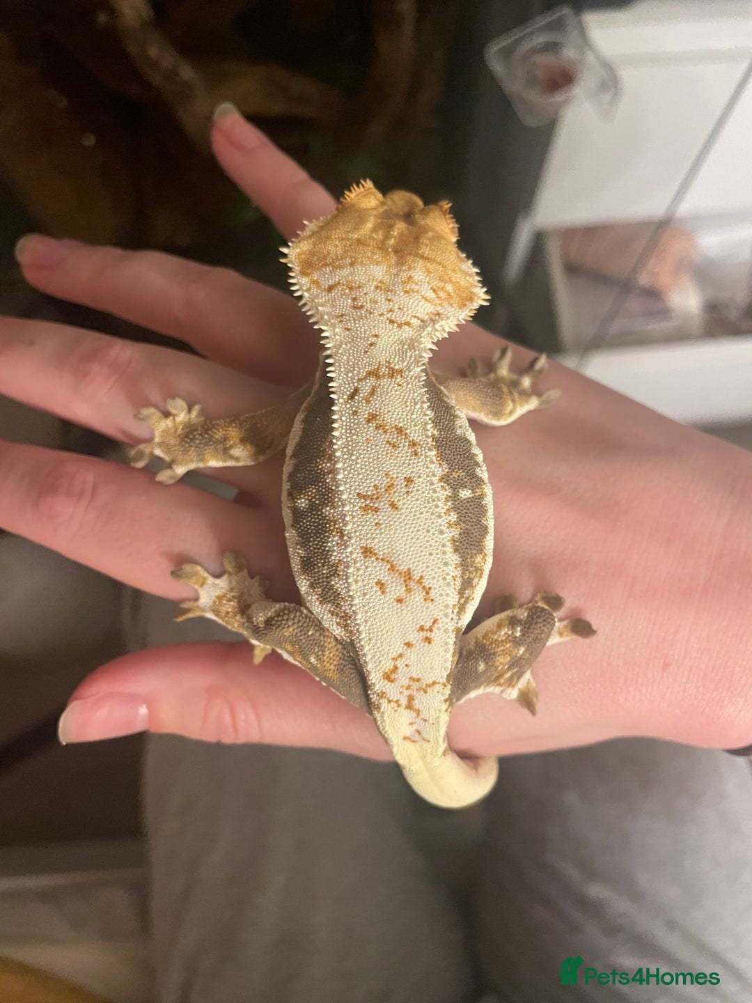 Gecko reptiles for sale: Lily White crested gecko.  - Image 7