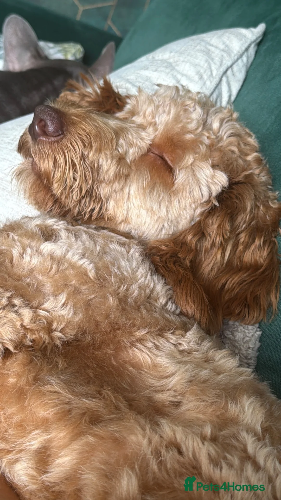 Cockapoo dogs for sale: Male cockapoo in Plymouth - Advert 2
