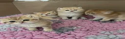 British Shorthair cats for sale: Golden kittens - Advert 15