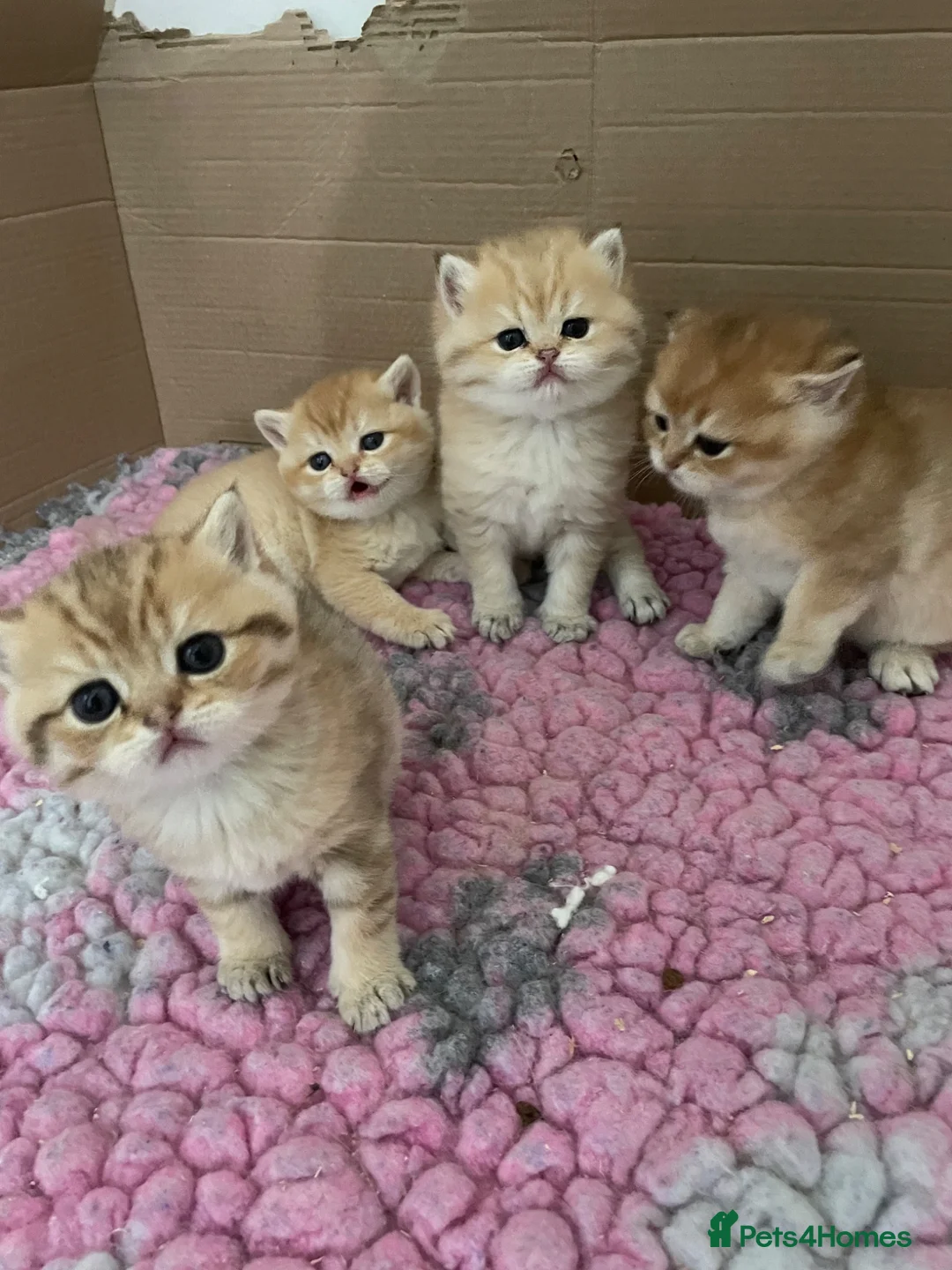 British Shorthair cats for sale: Golden kittens - Advert 15