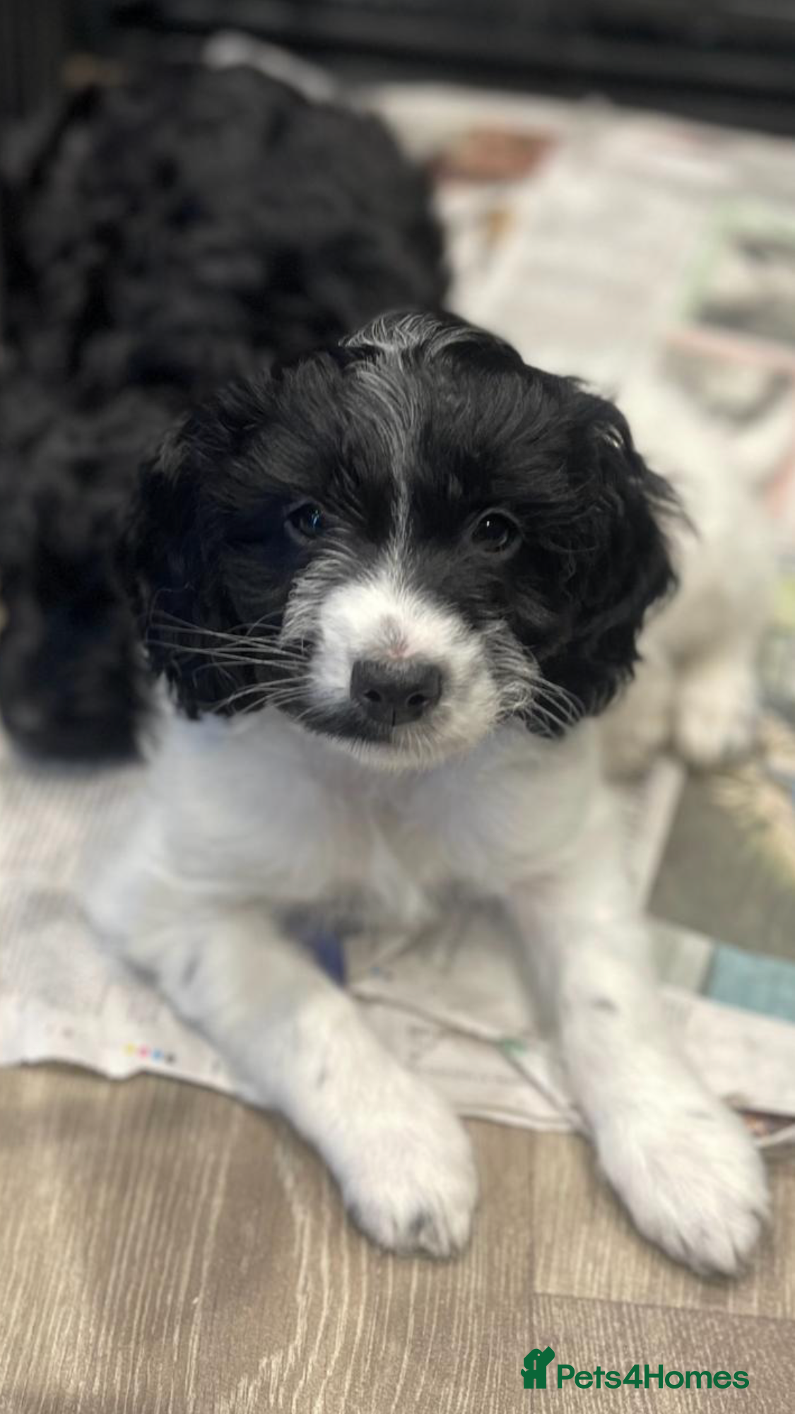 Cockapoo dogs F1 Cockapoo’s - Advert 12