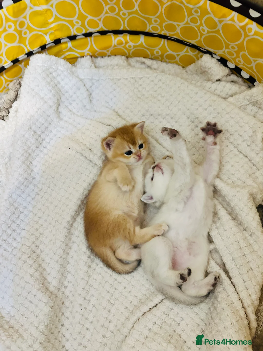 Scottish Fold cats for sale: Fall in love Reservations open beautiful kitties  - Advert 3