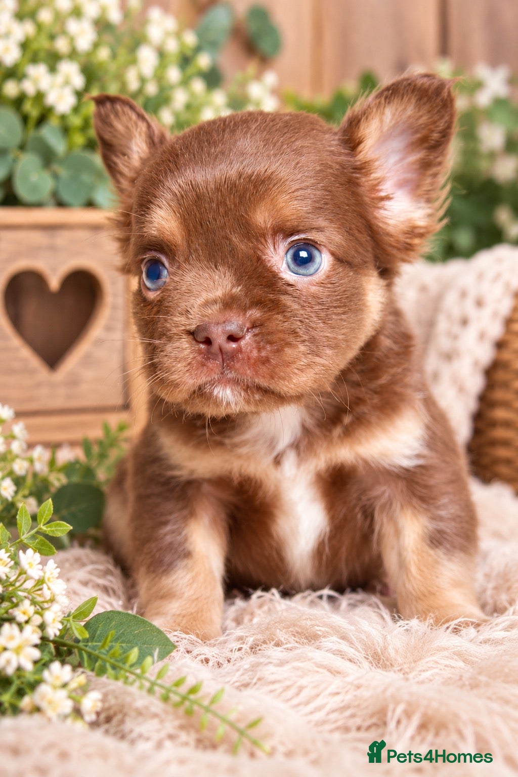 French Bulldog dogs for sale: Kc registered chocolate and tan frenchies - Advert 1