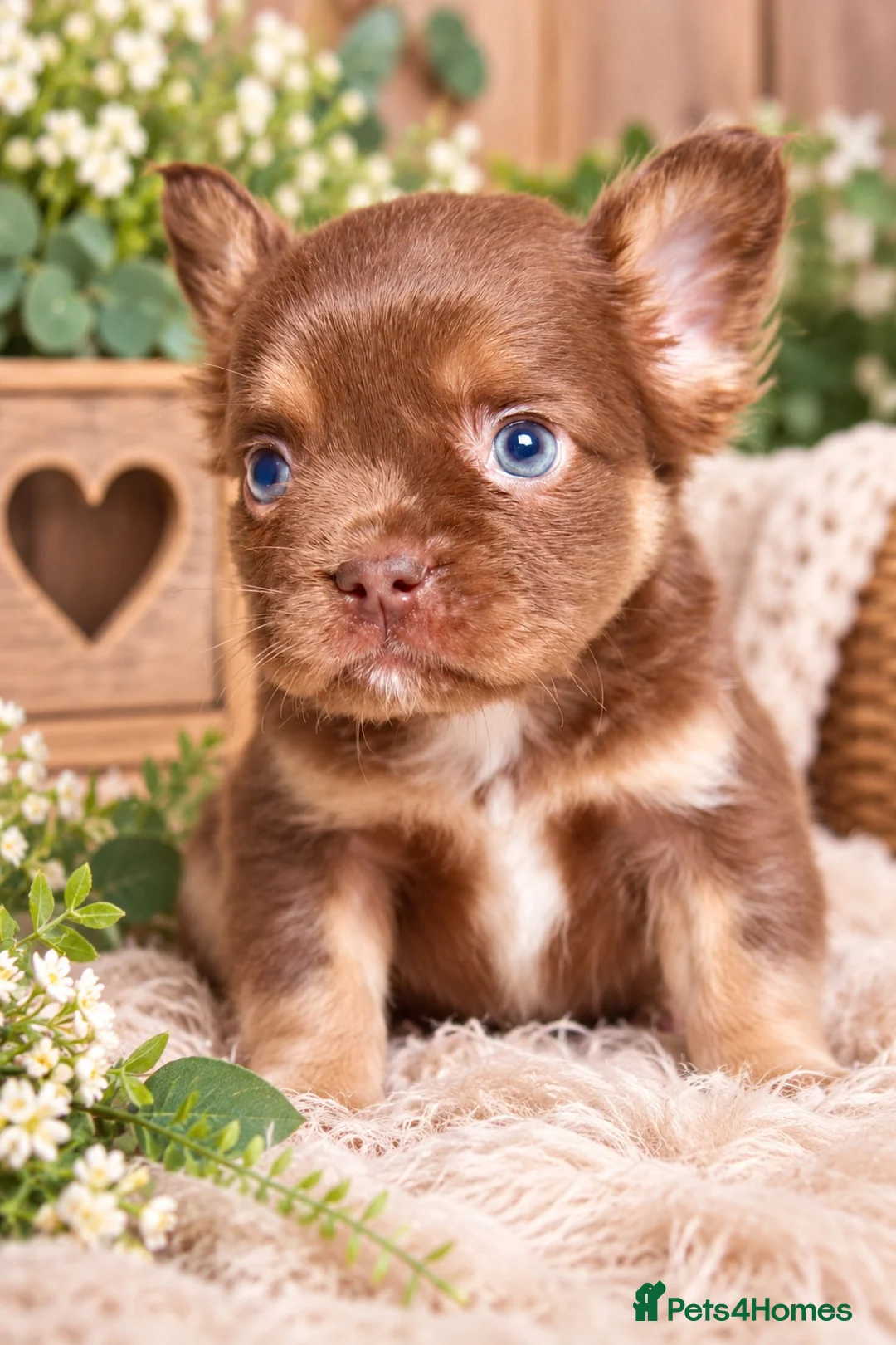 French Bulldog dogs for sale: Kc registered chocolate and tan frenchies - Advert 1