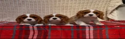 Cavalier King Charles Spaniel dogs for sale: STUNNING CAVALIER KING CHARLES BOYS  - Advert 3