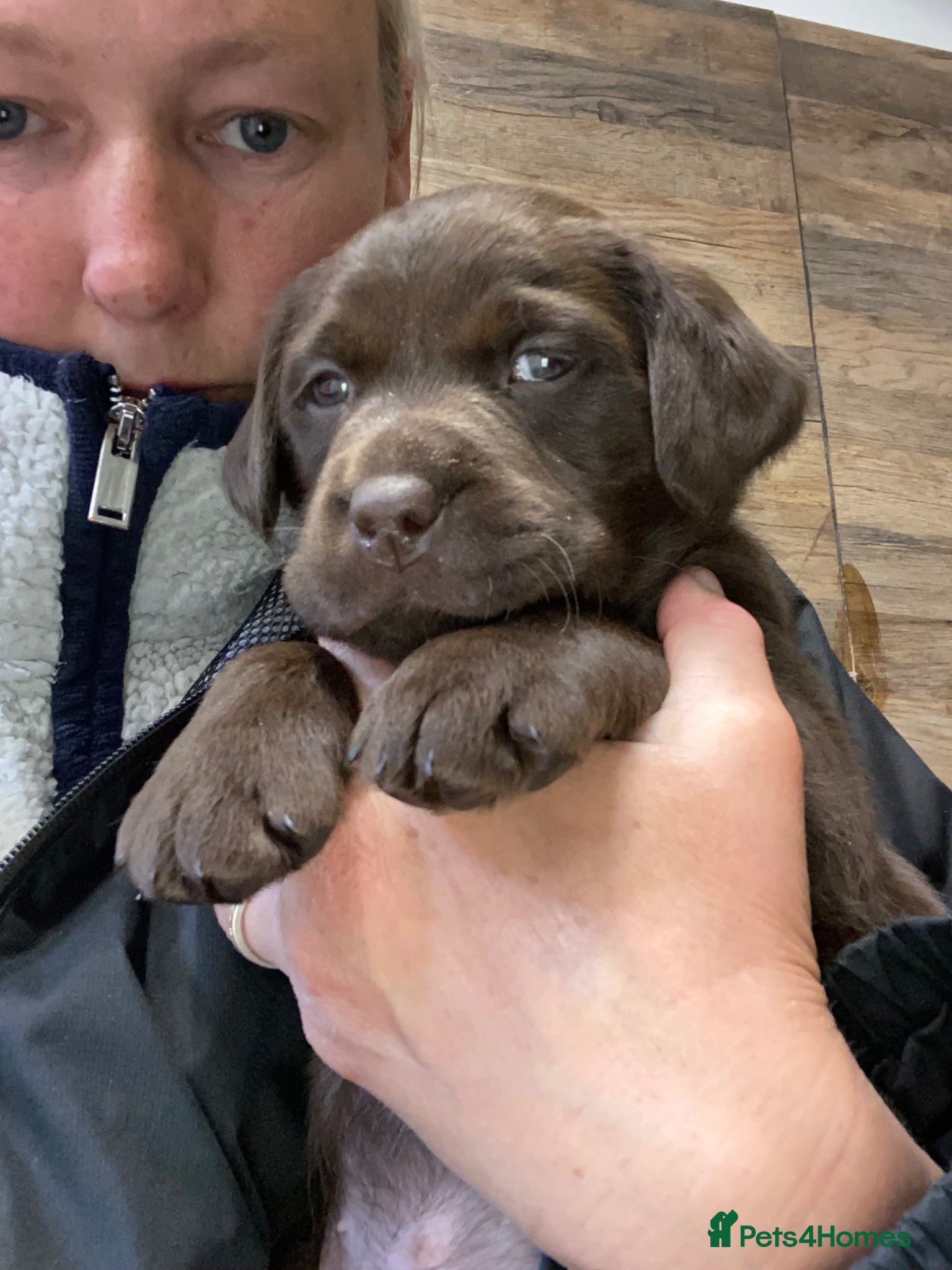 Labrador Retriever dogs KC Registered Chocolate Labrador Puppies - Advert 7